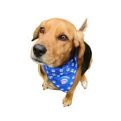 Promotional Dog Products